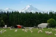 Du lịch Việt NZ - Trải nghiệm New Zealand trọn vẹn nhất - 11