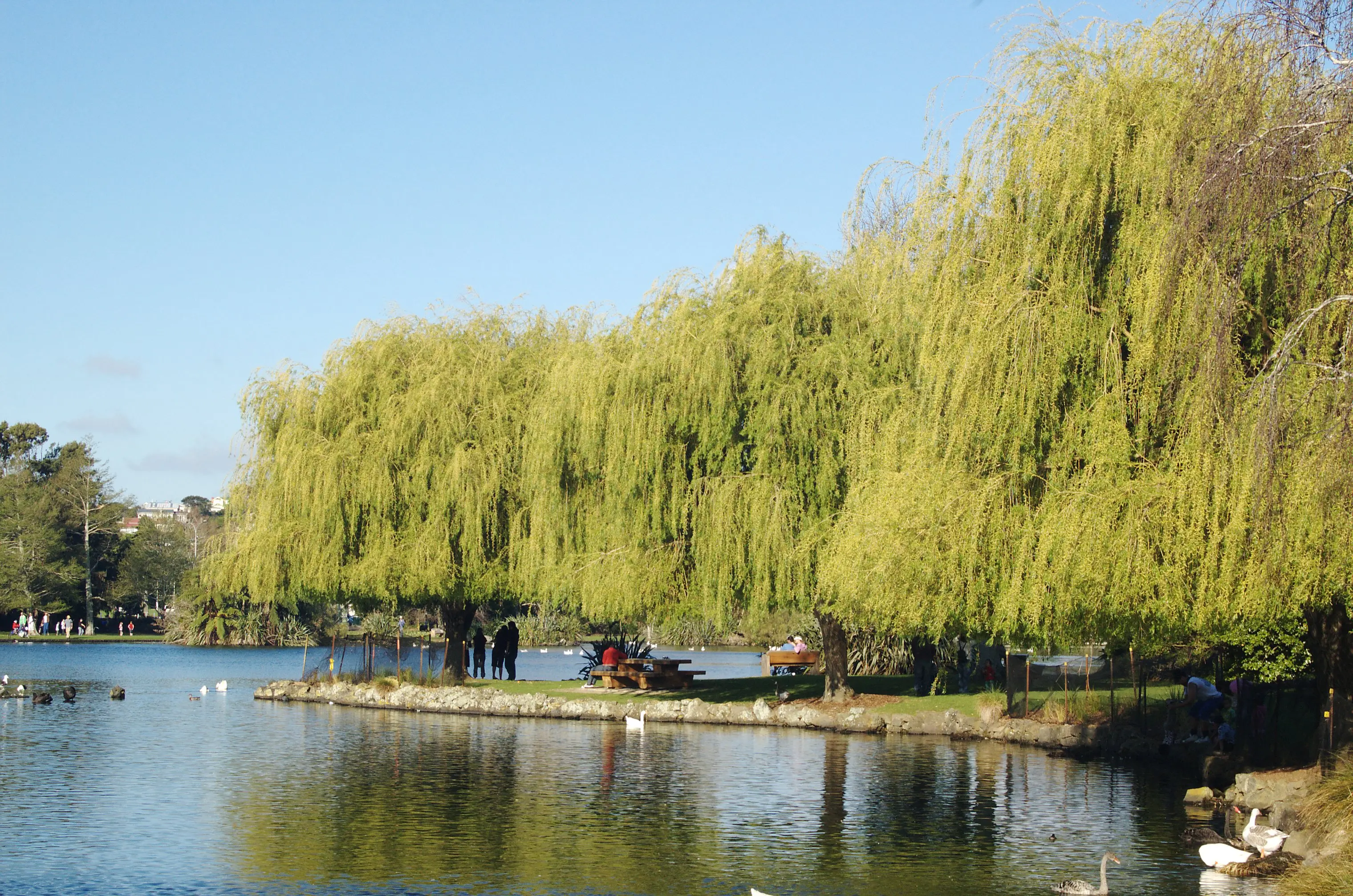 Western Springs Park Auckland -  Công viên thiên nhiên đẹp nhất
